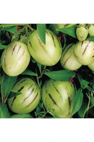 Pepino Ağaç Kavunu Fidanı 10-20 cm ürün görseli