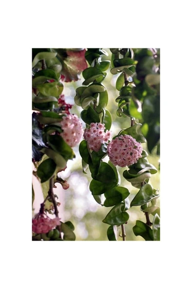 Mum Çiçeği Fidesi Fidanı 10-20 cm - Resim 2