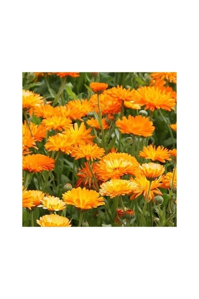 Kabristan Mezarlık Için 9 Lu Bitki Fidan Çiçek Seti 10-20 cm - Resim 2