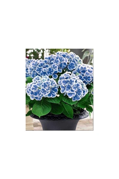 Ebruli Mavi Ortanca Çiçeği Fidanı 10-20 cm ürün görseli