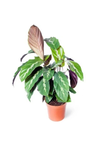 Dua Çiçeği Calathea Louisae 10-20 cm ürün görseli 1