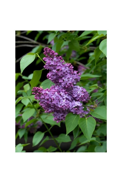Harika Kokulu Leylak Çiçeği Fidanı 1 Adet Saklsılı (40-60CM) Bahçe Çiçeği (Syringa) - Resim 3