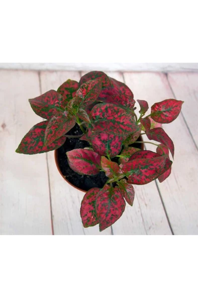 Hypoestes Hostes Fittonia Çiçeği Fidanı Çilli Kırmızı 10-20 cm ürün görseli