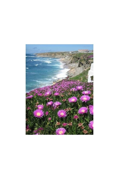 Saksılı Kaz Ayağı Çiçeği Fidanı 10-20 Cm ürün görseli