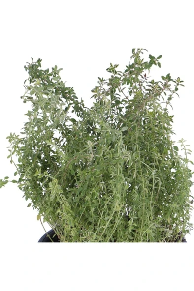 Limoni Kekik Fidanı Saksı 10-20 cm - Resim 2