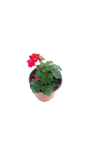 Sakız Sardunya Fidanı Kırmızı Renk 10-20 cm ürün görseli