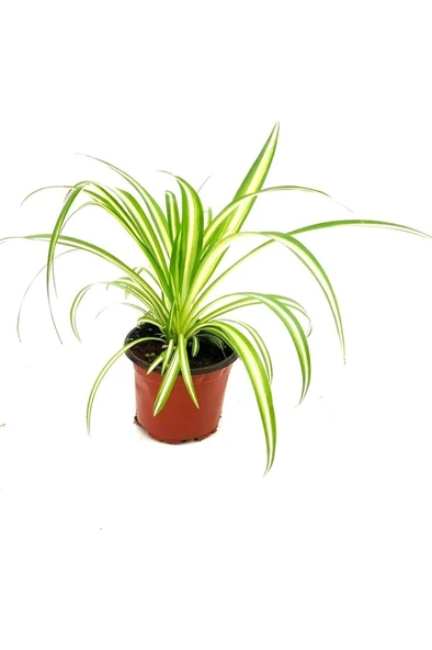 Kurdele Çiçeği Fidanı 10-20 cm - Resim 2