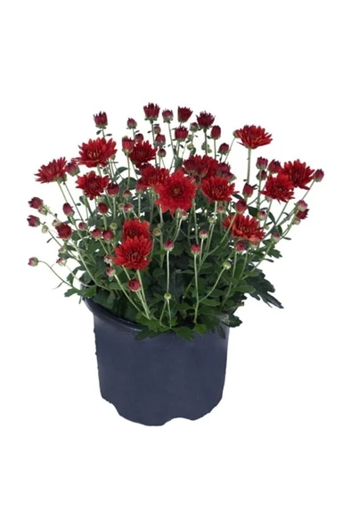 Kırmızı Renk Kasımpatı Çiçeği Fidanı 10-20 cm ürün görseli