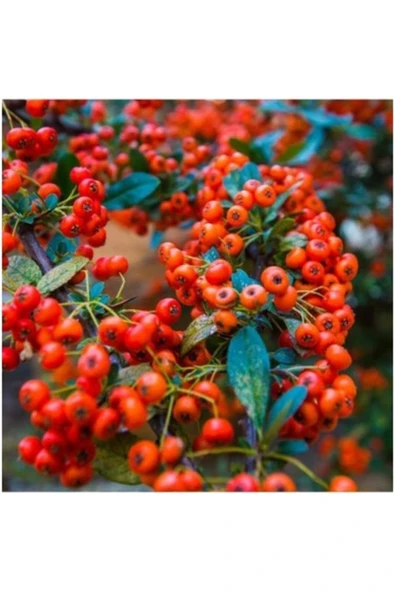 Ateş Dikeni Fidanı  30-60 cm - Resim 3