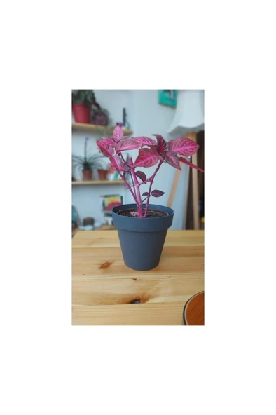 Çingene Şalvarı Iresine Herbstii Fidanı 10-20 cm - Resim 2