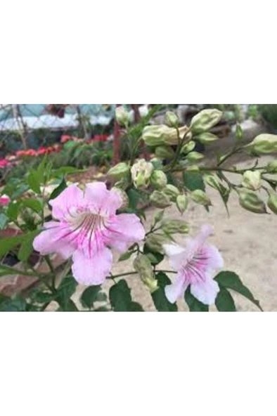 Campsis Radicans Acem Borusu Pembe 20-40 Cm - Resim 3