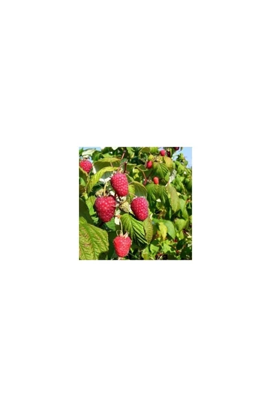Frambuaz ( Ahududu) Fidanı 10-20 cm ürün görseli