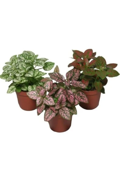 Hypoestes Hostes Fittonia Çiçeği Fidanı Çilli Kırmızı 10-20 cm - Resim 2