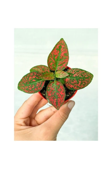 Kırmızı Hypoestes Bitkisi Hostes Fittonia Çiçeği 10-20 cm ürün görseli