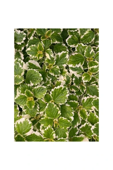 Yogun Kokulu Plectranthus Forsteri 10-20 cm - Resim 2