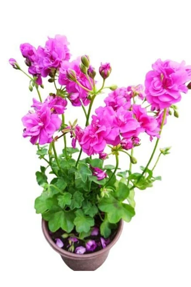 Sardunya Çiçeği Fidanı Pembe 10-20 Cm - Resim 2