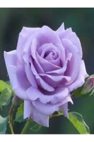 Yediveren Kokulu Karışık Renk Gül Fidanı Paketi 5 Adet 10-20 cm ürün görseli