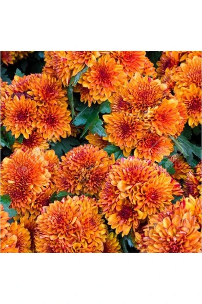 Kasımpatı Saksı’da (CHRYSANTHEMUM) Turuncu Renk 10-20 cm ürün görseli