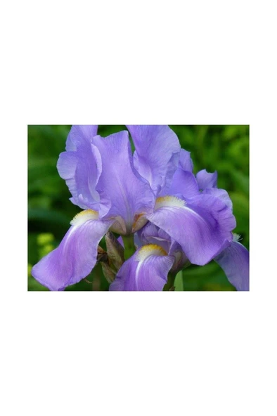 Kabristan Mezarlık Için Saksılı Mor Zambak Çiçeği 20-40 Cm Lilium ürün görseli