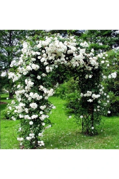 Sarmaşık Gül Fidanı 10-20 cm ürün görseli