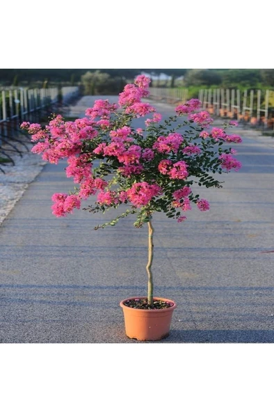 Oya Ağacı Fidanı Pembe 40-80 Cm ürün görseli