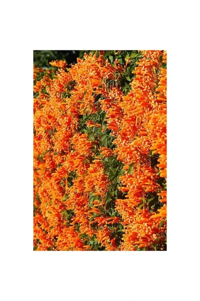 Acem Borusu Fidanı 30-60 cm ürün görseli