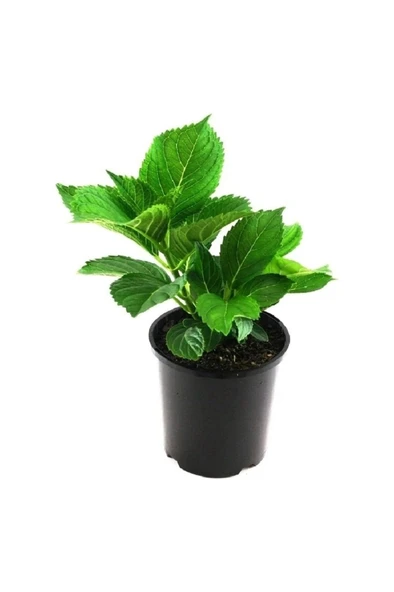 Ortanca Çiçeği, Ortanca Fidanı 1 Adet 10-20 cm - Resim 3