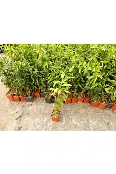 Nocturnum Limon Melisa Çiçeği Fidanı 10-20 cm - Resim 2