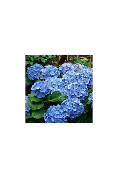 Mavi Ortanca Fidanı 10-20 cm - Resim 2