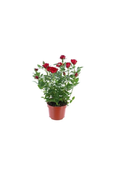 Yediveren Kırmızı Gül Fidanı Yediveren Red Rose 10-20 cm ürün görseli