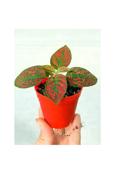 Kırmızı Hypoestes Bitkisi Hostes Fittonia Çiçeği 10-20 cm - Resim 2