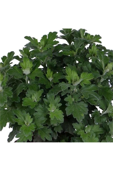 Kasımpatı Saksı’da (CHRYSANTHEMUM) Turuncu Renk 10-20 cm - Resim 3