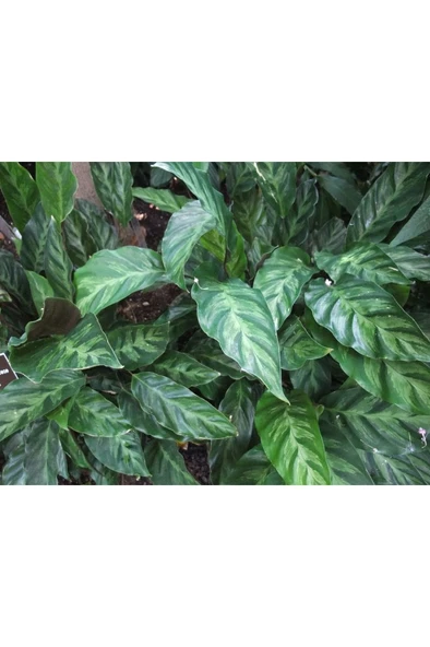 Calathea Louisae Dua Çiçeği Fidanı 10-20 cm ürün görseli