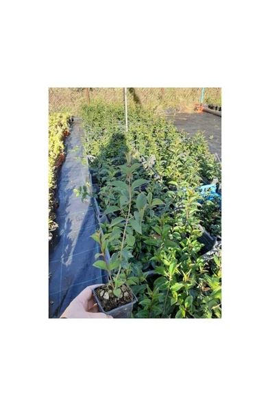 Tüplü Kurtbağrı Ligustrum Bahçe Çit Set Fidanı 30 - 50 cm - Resim 3