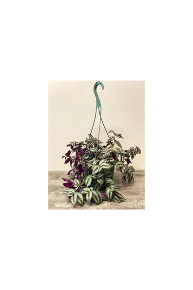 Tradescantia Zebrina (TELGRAF) Çiçeği 10-20 Cm - Resim 4