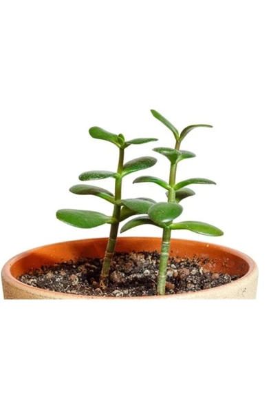 Şans Para Çiçeği Crassula Zenginlik Çiçeği 10-20 Cm - Resim 3