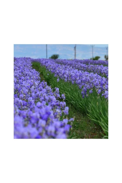 Saksılı Süsen Çiçeği Zambak Iris Mor 10-20 cm - Resim 2