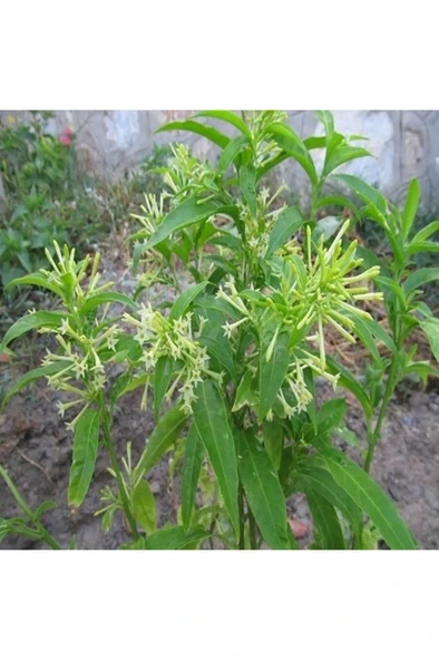 Nocturnum Limon Melisa Çiçeği Fidanı 10-20 cm - Resim 3