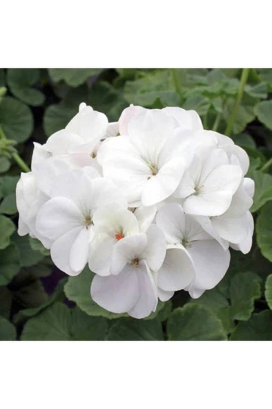 Duru Beyaz Sardunya Çiçeği Fidesi 10-20 cm ürün görseli