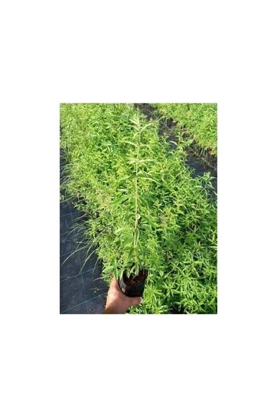 Melisa Çiçeği Fidanı 10-20 cm - Resim 3