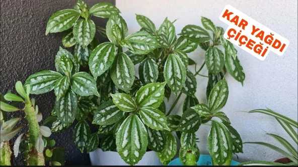 Karyağdı Begonya Alüminyum Çiçeği 10-20 cm - Resim 2