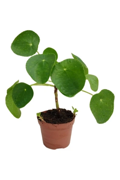 Pilea Para Çiçeği 10-25 Cm ürün görseli