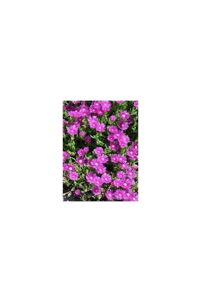 Kabristan Mezarlık Için 6 Lı Bitki Fidan Çiçek Seti 10-20 cm - Resim 2