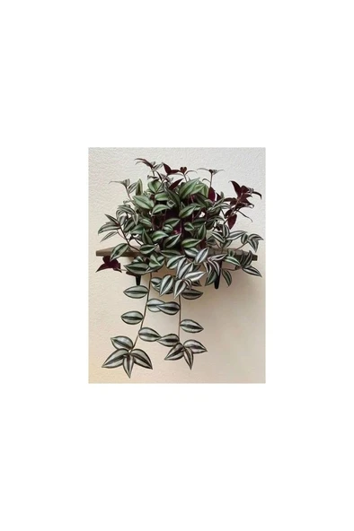 Tradescantia Zebrina (TELGRAF) Çiçeği 10-20 Cm - Resim 5