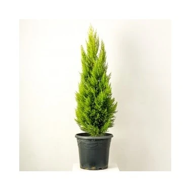 Limon Kokulu Limoni Servi 30-60 cm Tüplü Dış Mekan Bitkileri (Cupressus) - Resim 2