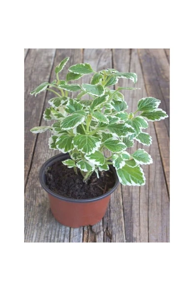 Yoğun Mis Kokulu Benjamin Çiçeği Fidanı 1 Adet Saksılı 10-20 cm - Resim 2
