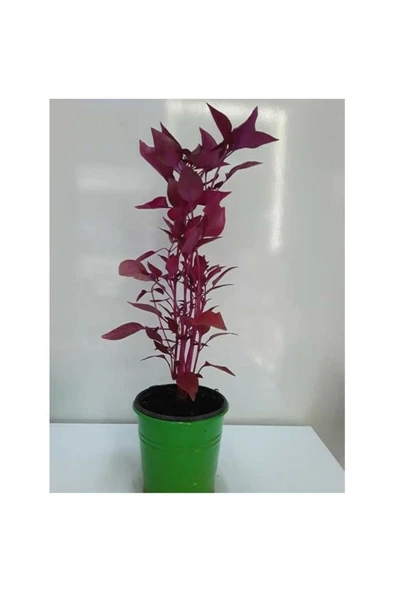 Çingene Şalvarı Fidesi Fidanı 10-20 cm ürün görseli