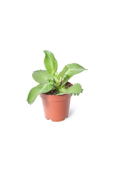 Aşkın Gözyaşı Çiçeği Mini (Kalanchoe Daigremontiana) - Resim 2