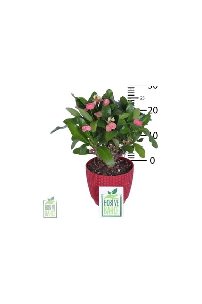 Hobi Ve Bahçe Dikenler Tacı (EUPHORBİA MİLİİ) 10-20 Cm - Resim 3