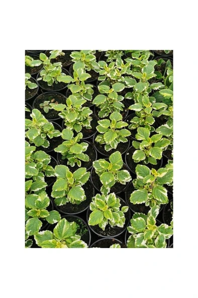 Saksılı Yoğun Kokulu Benjamin (PLECTRANTHUS FORSTERİ) 10-20 cm - Resim 2